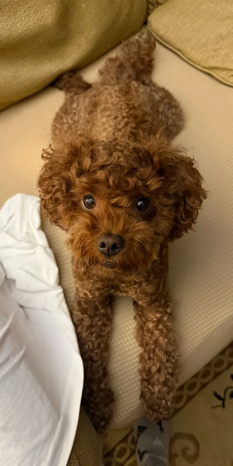 My dog stretching across a sofa and looking up
