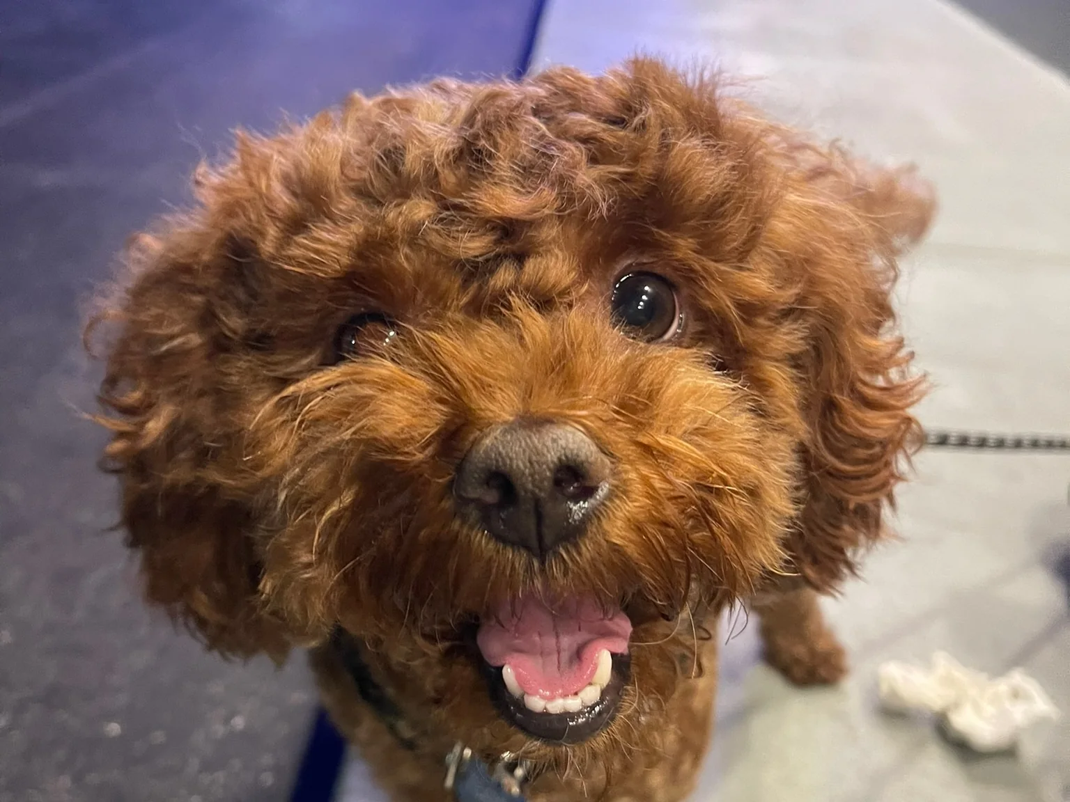 My dog smiling at the camera