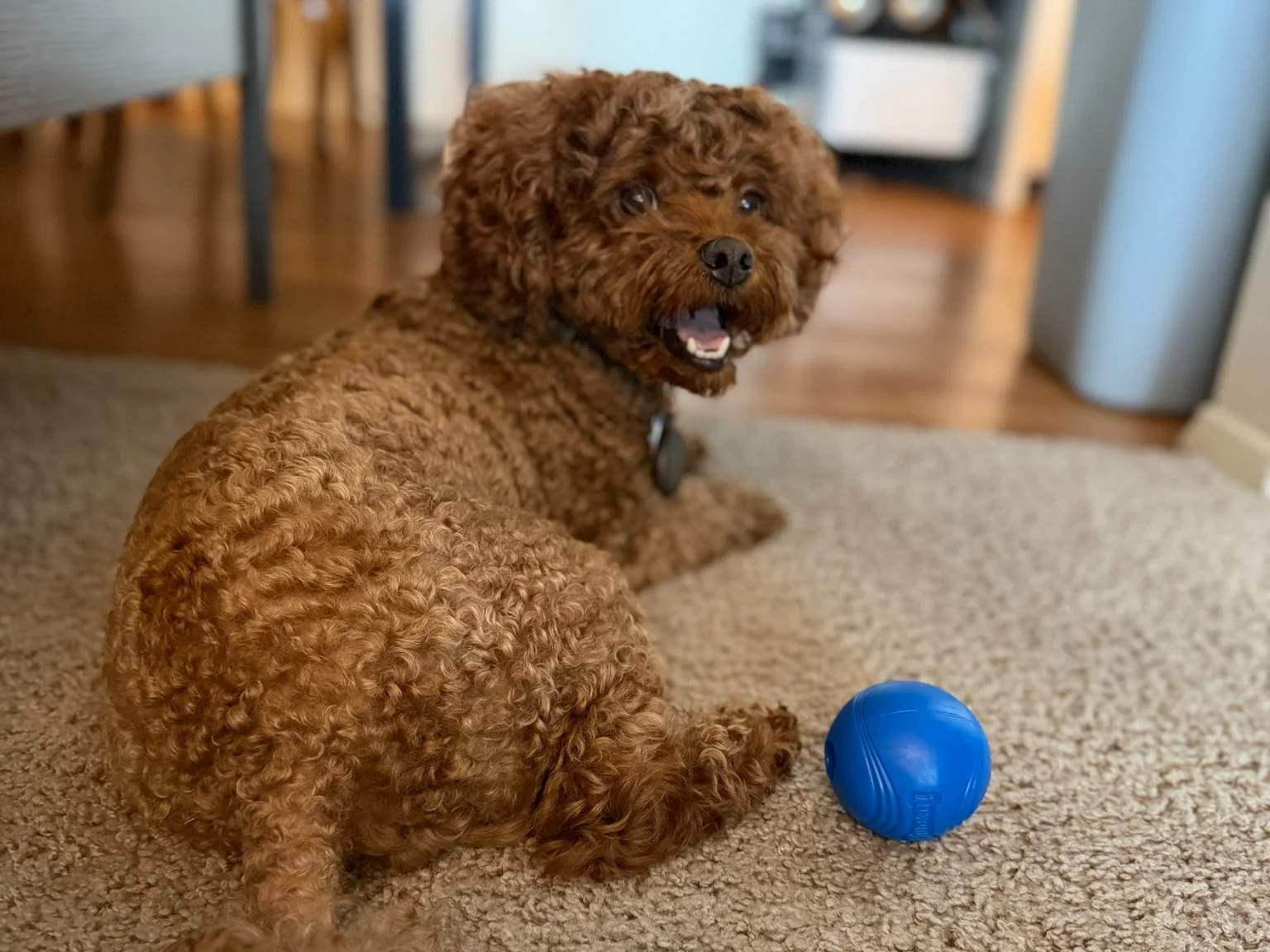 My dog relaxing beside a blue ball