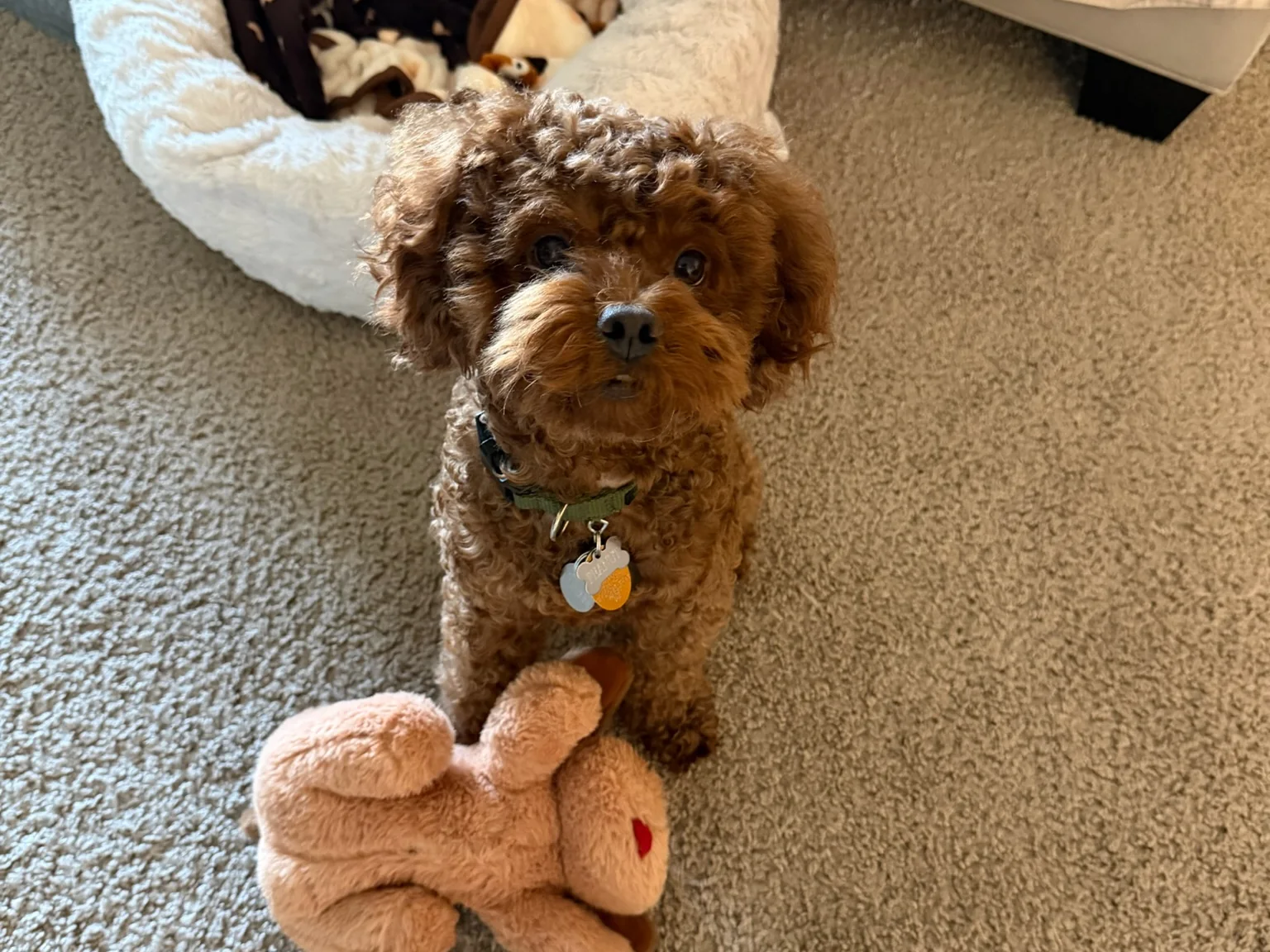 My dog sitting behind a plush toy